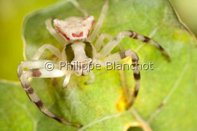 Thomisidae_5688.JPG - France, Araneae, Thomisidae, Araignée-crabe, Thomise enflée (Thomisus onustus), Crab spider